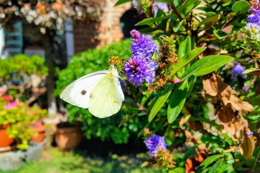 Bellavista La Tua Romantica Vacanza Sul Trasimeno Appartement Castiglione del Lago Buitenkant foto